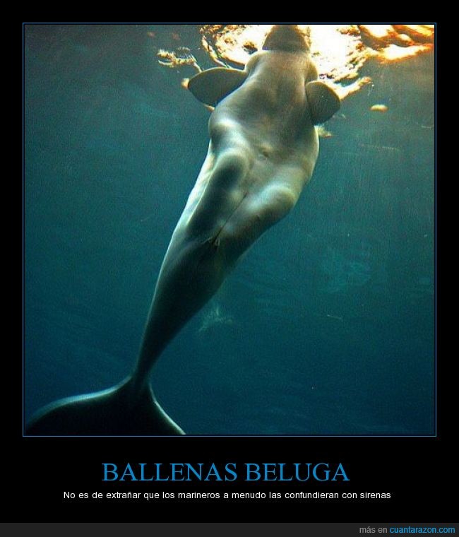 Ballenas,Beluga,Sirenas,cuerpo,piernas,mujer