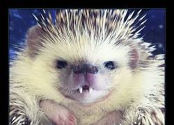 Enlace a ¡El Conde Huff-Drácula! 