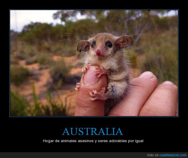zarigüeya,pigmea,pequeño,roedor,mamifero,animal,australia