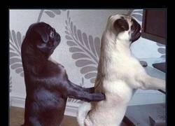 Enlace a Dale a tu cuerpo alegría, Macarena...