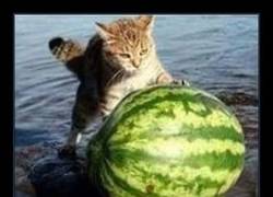 Enlace a ¿No decían que la sandía es de dieta?