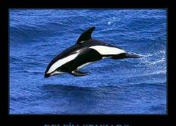 Enlace a DELFÍN CRUZADO