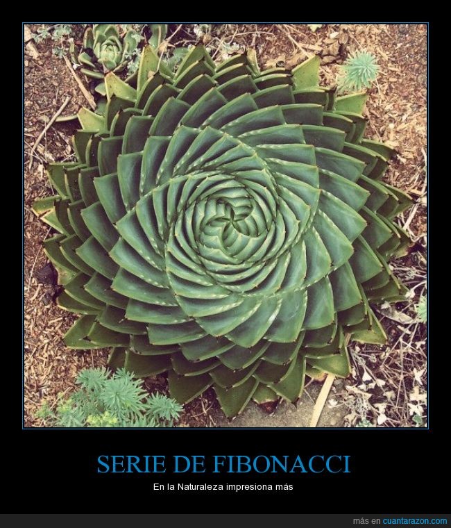 Aloe polyphylla,Serie de Fibonacci,naturaleza,planta