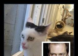 Enlace a Le llamaré Steve Catscemi