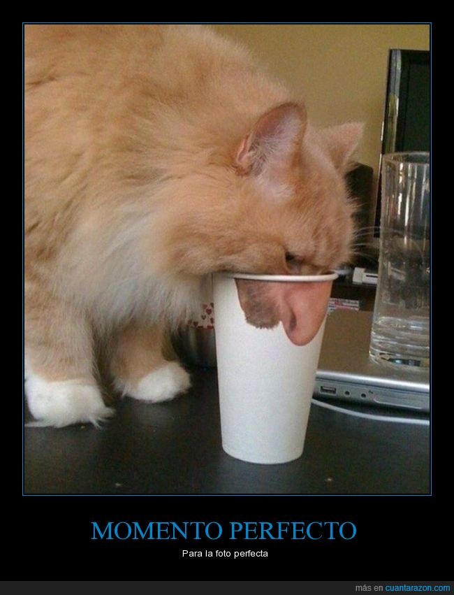 beber,boca,gato,nariz,vaso