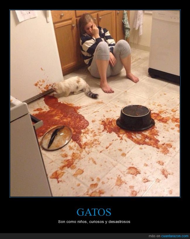 gato,chica,tirar,salsa?,fail,tomate,cocina