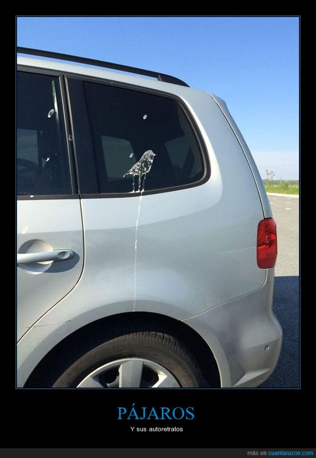 pájaro,caca,autorretrato,coche