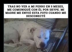 Enlace a El amor incondicional de un perro