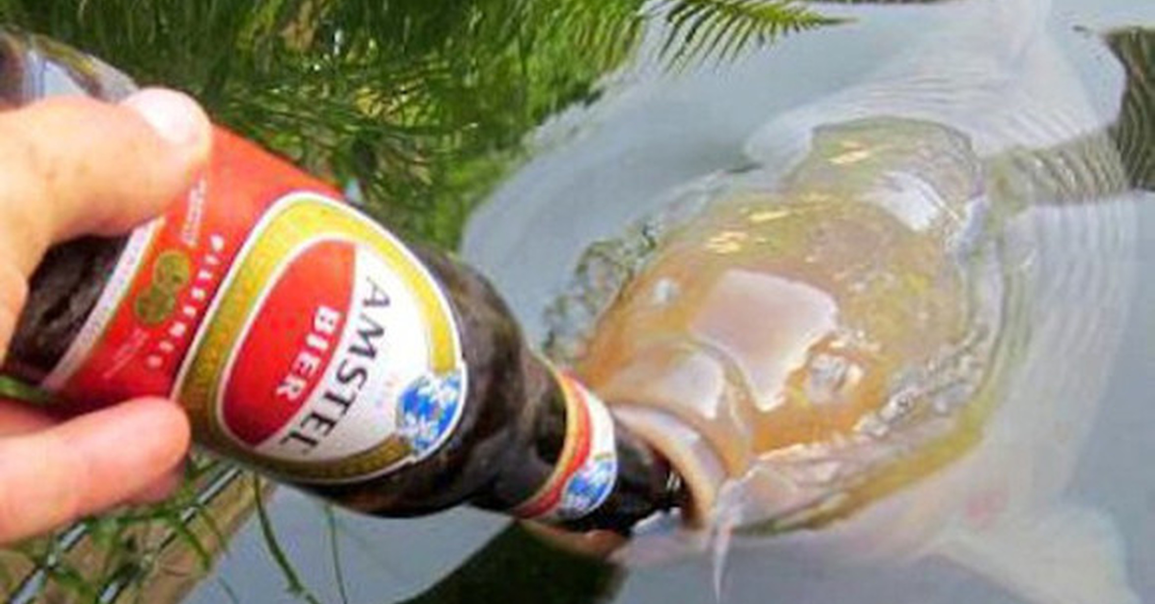 Рыба пьет пиво. Смешной Карп.