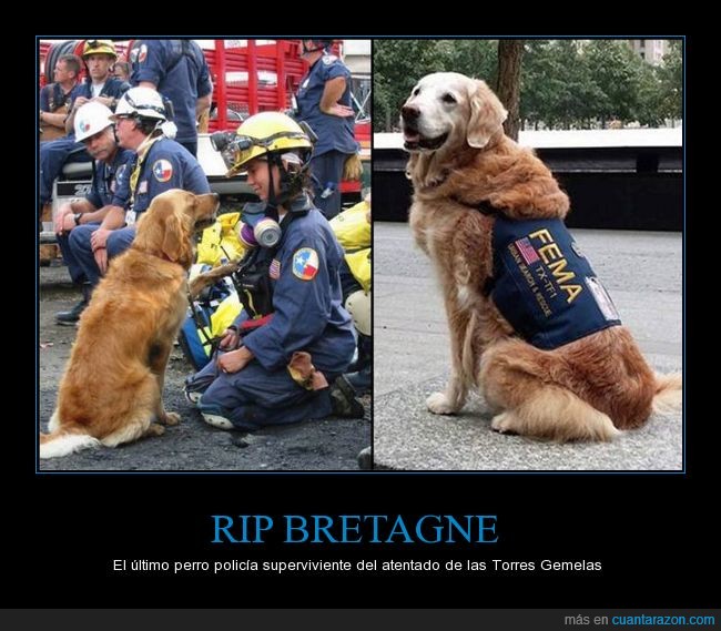 perro,policía,9/11,dep,rip