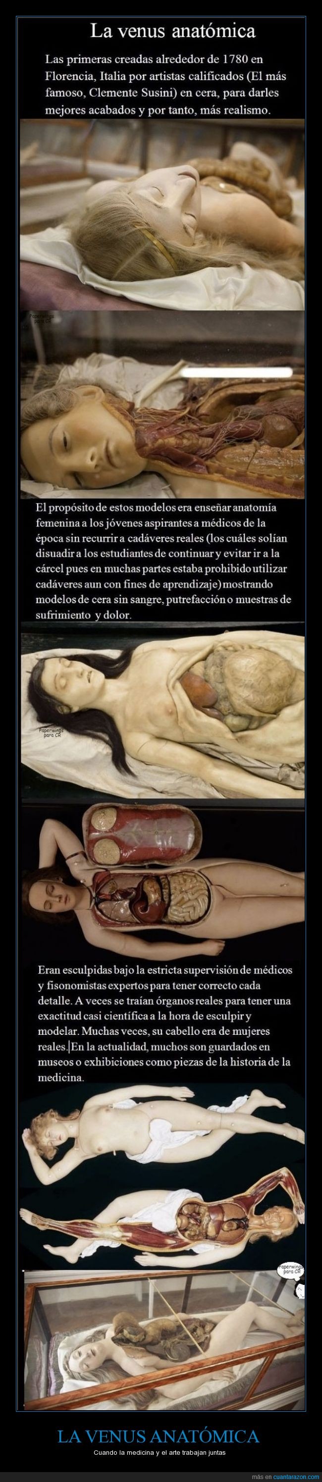 Venus,cera,arte,medicina,necrofilos,cabello,realismo,1780,italia,cadáveres,disecciones