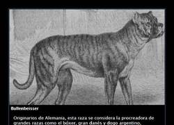 Enlace a 6 razas de perro que ya no existen