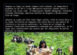 Enlace a Territorio de Zaguates: el paraíso de los perros mestizos. Perros everywhere