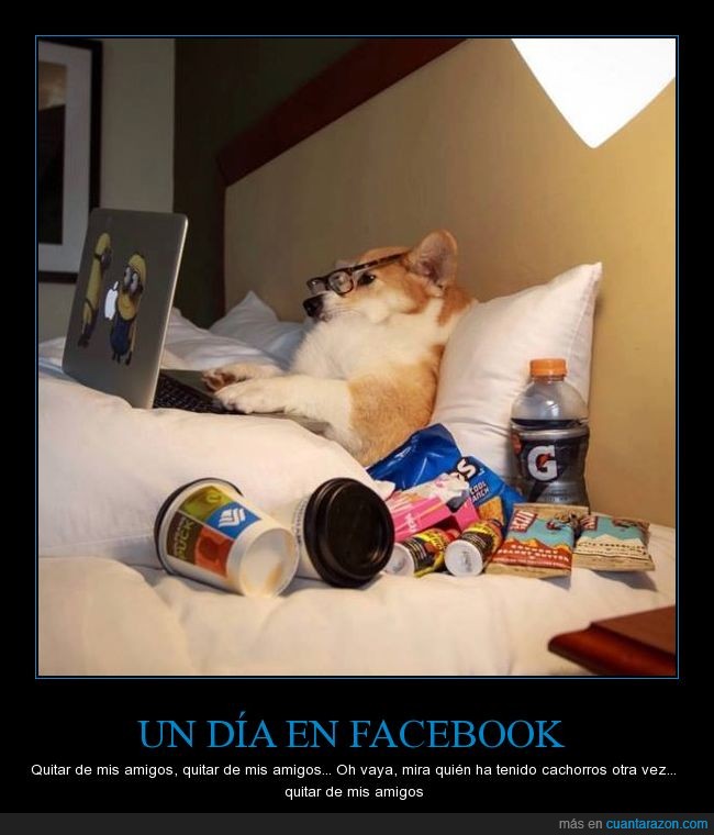 perro,amigos,facebook,quitar,fb,like,unfriend