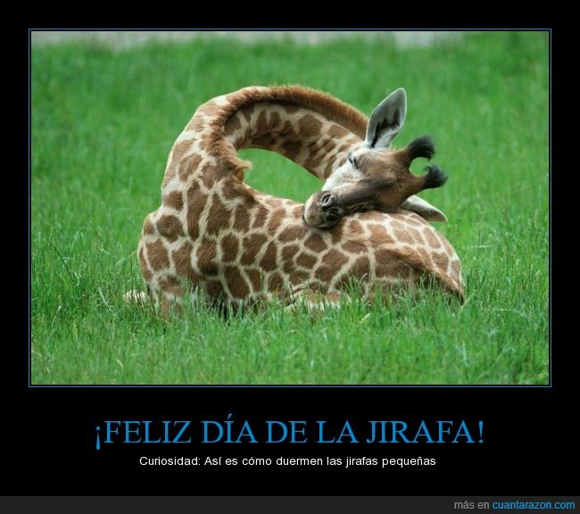 feliz día,mundial,día de la jirafa,jirafa,animales