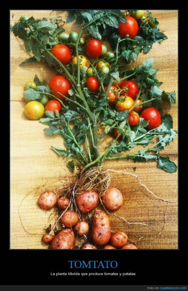 patatas,tomates,planta,tomtato