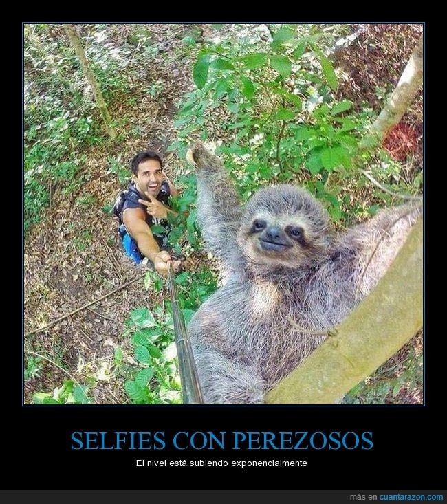 paloseflie,selfie,perezoso,sloth