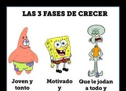 Enlace a Las 3 fases de crecer