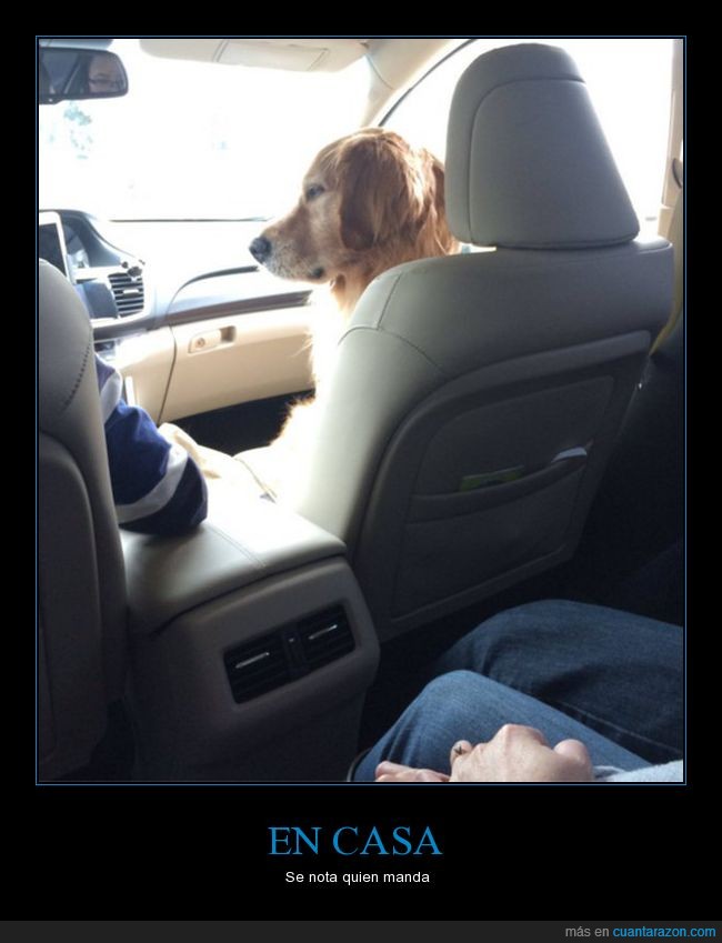 perro,asiento delantero