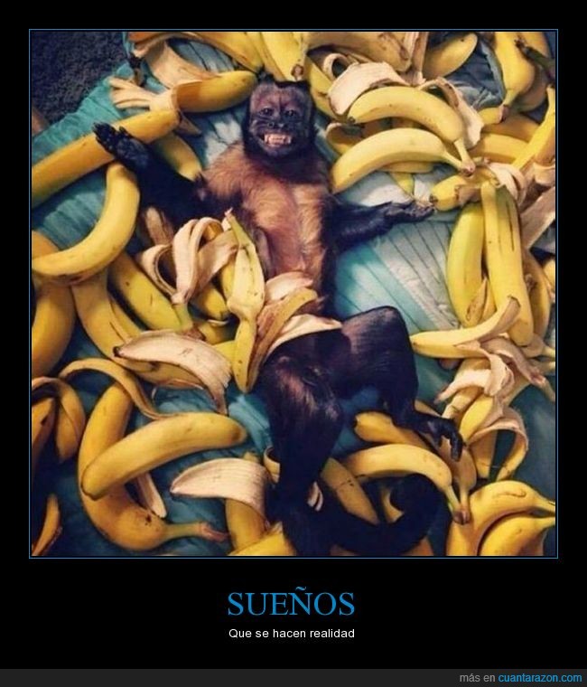 macaco,primate,bananas,mono,plátanos