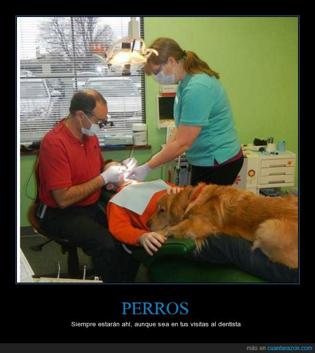 apoyo,perro,dentista,mejor amigo