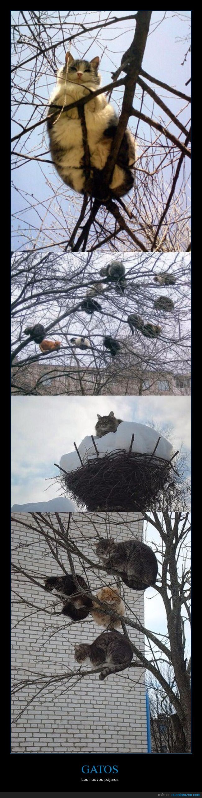 gatos,nidos,árboles