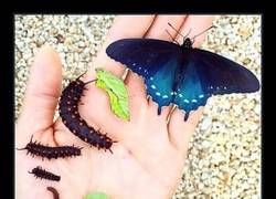 Enlace a Biólogo repobla una especie de mariposas casi extinta desde su jardín