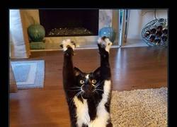 Enlace a Este gato siempre se pone en posición manos arriba y nadie sabe por qué
