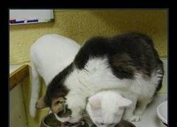 Enlace a LA LÓGICA GATUNA