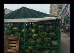 Enlace a SOLO ESPERO