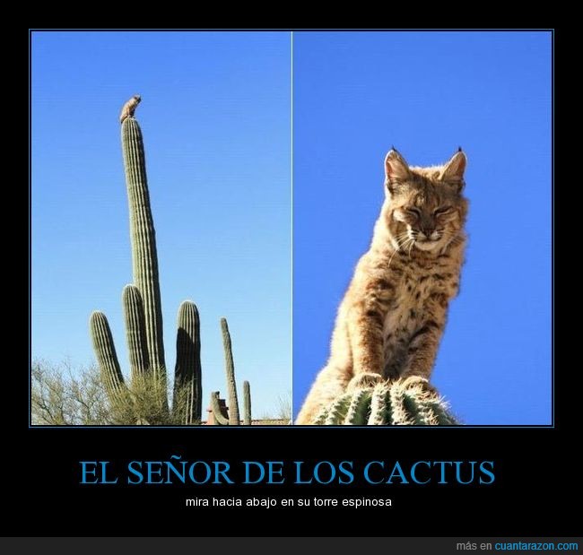 lince,gatomontes,cactus,desierto