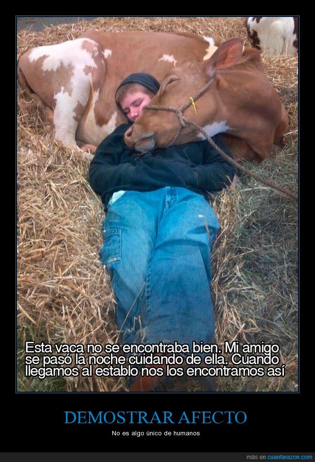 afecto,amor,vaca,amigo,chico,establo,cuidar,abrazar,dormir