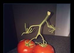 Enlace a Hay que evitar la masacre de la Tomatina