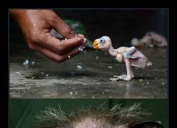 Enlace a CRÍAS DE ANIMALES