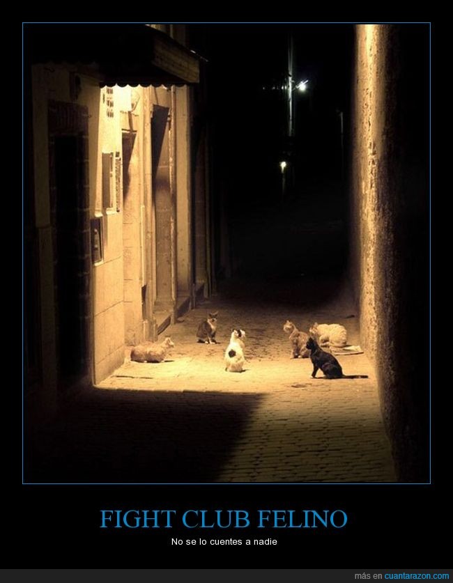 fight club,gatos,wtf,seis