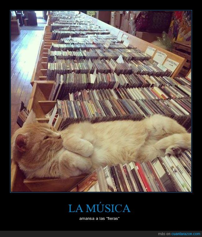 música,gato,cd,tumbado