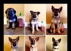 Enlace a Esta dueña documenta el crecimiento de su perro usando un bote de Sriracha como baremo
