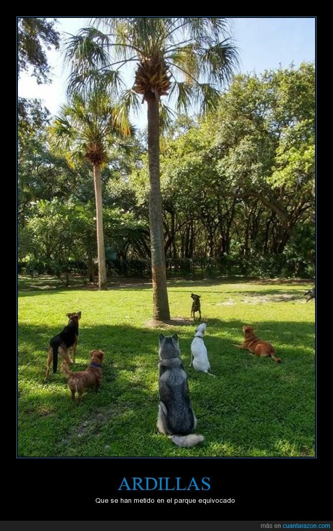 ardilla,árbol,parque,perros