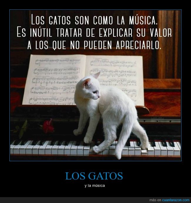 gatos,música,mascotas