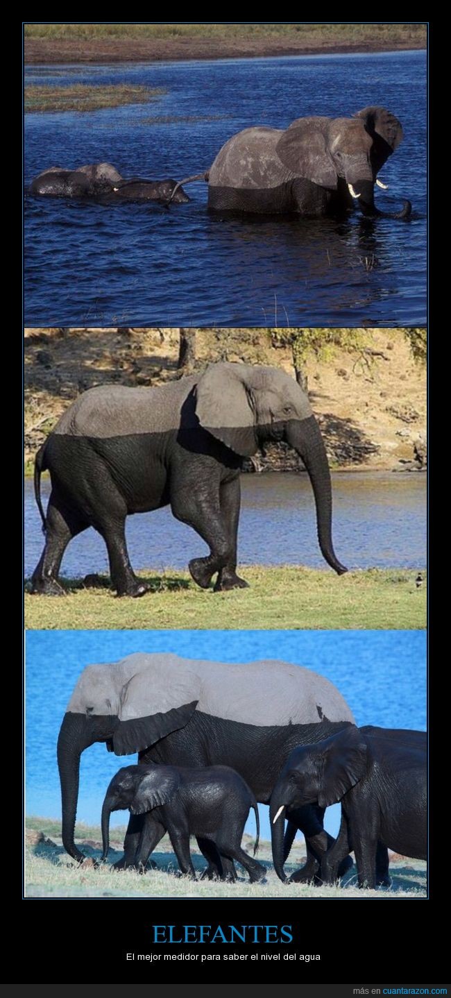 elefantes,nivel,agua,marca