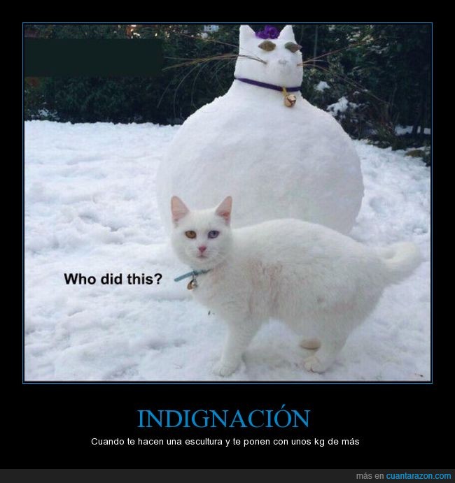 gato,muñeco de nieve,nieve