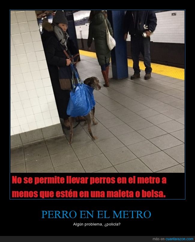 perro,metro,bolsa,win
