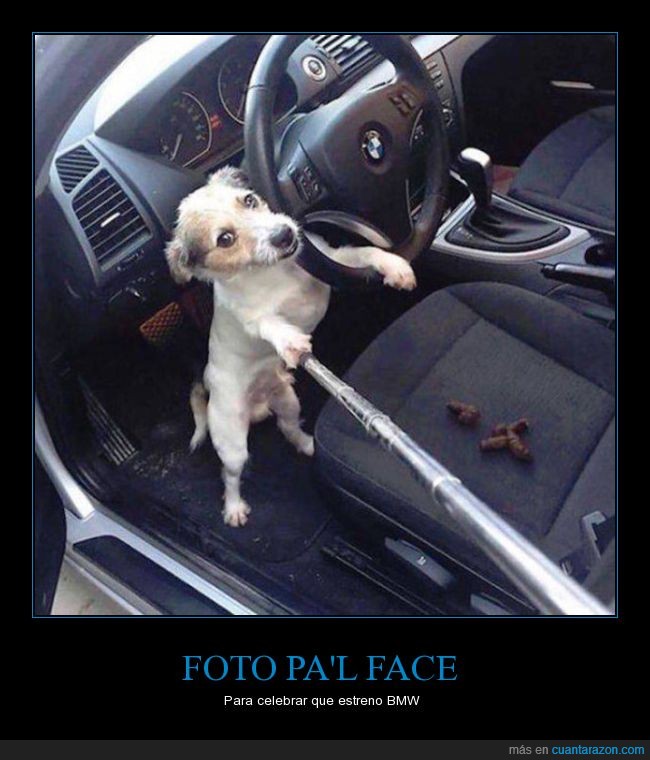 perro,selfie,bmw,coche