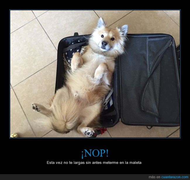 perro,maleta,equipaje