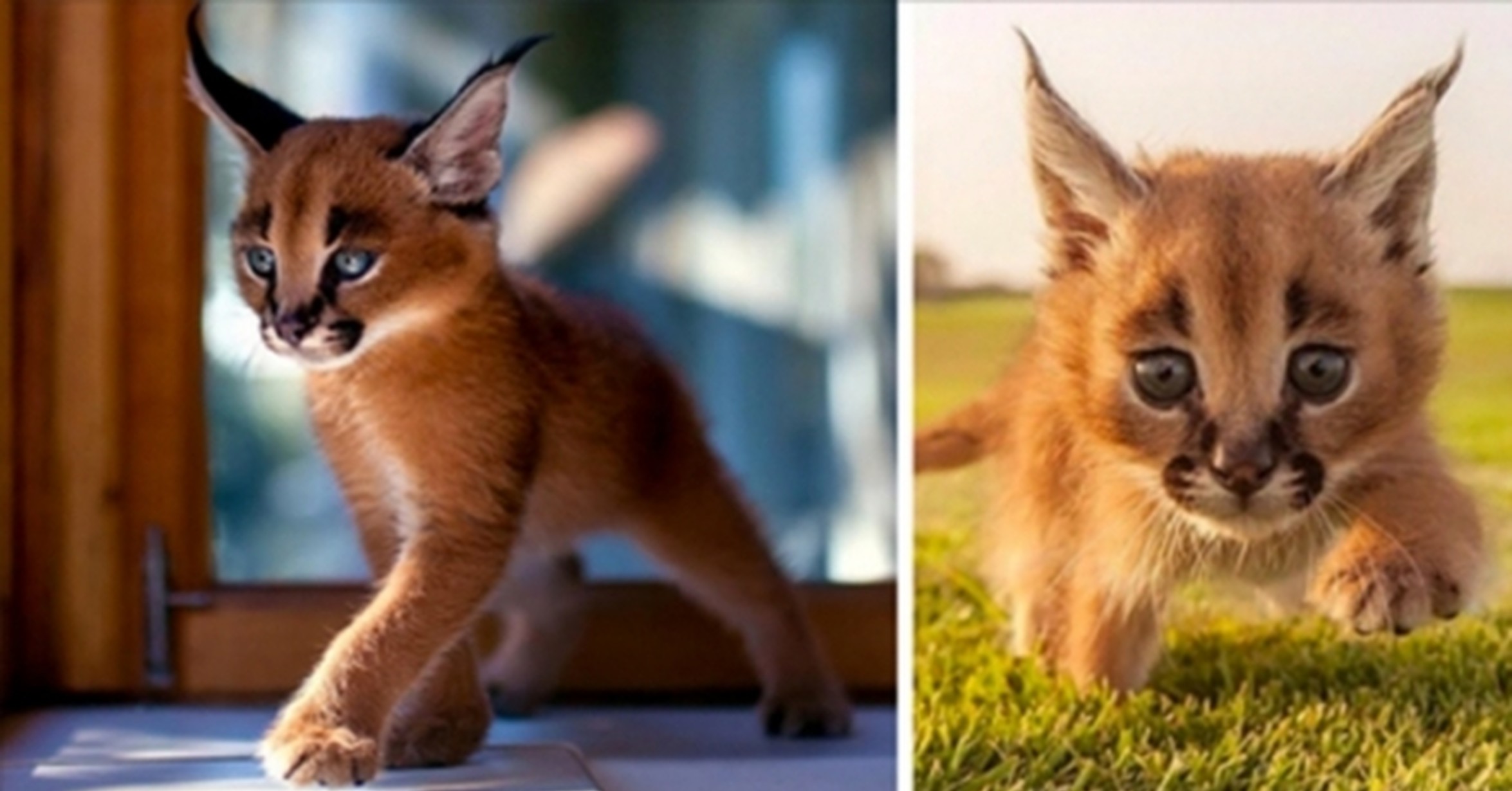 Gatos Caracal Raza