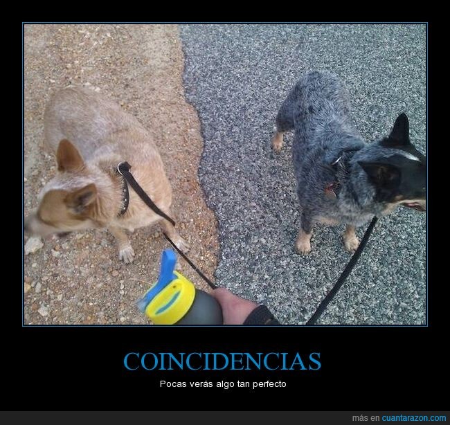 coincidencia,perros,calle,asfalto,tierra,colo