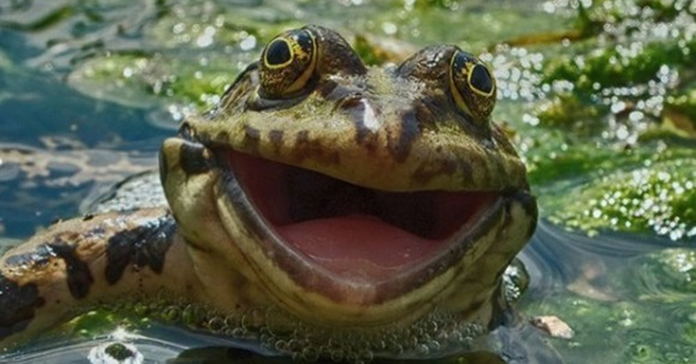¡Cuánta razón! / La rana feliz desata una nueva batalla de Photoshop