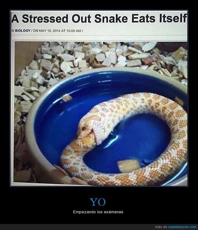 serpiente,morder,exámenes,estrés