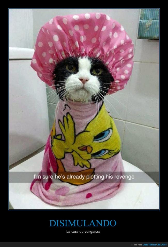 gato,piolín,toalla,gorro de ducha