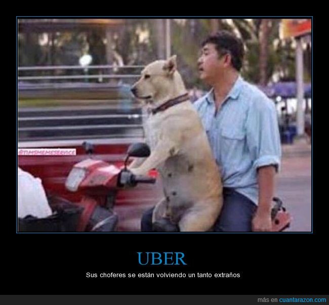 uber,perro,moto,conducir,humor